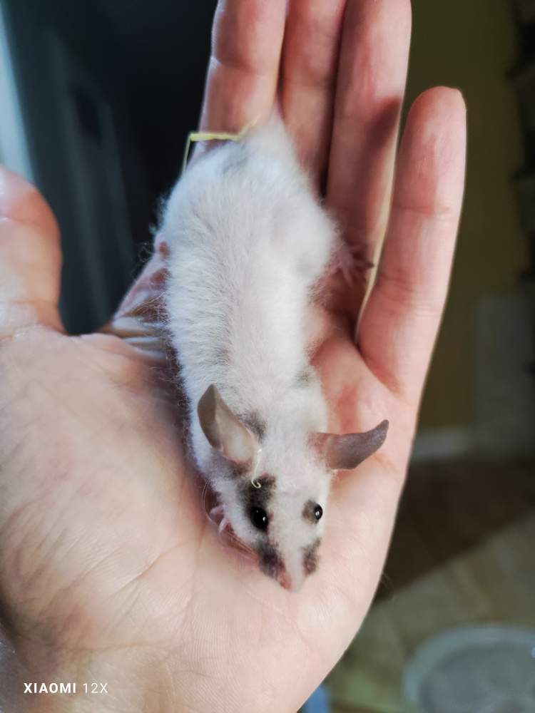 Fancy mouse Pet only Mus musculus 