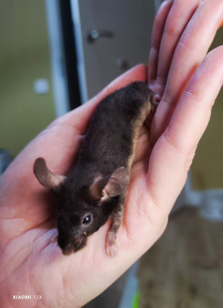Fancy mouse Breeder Mus musculus 