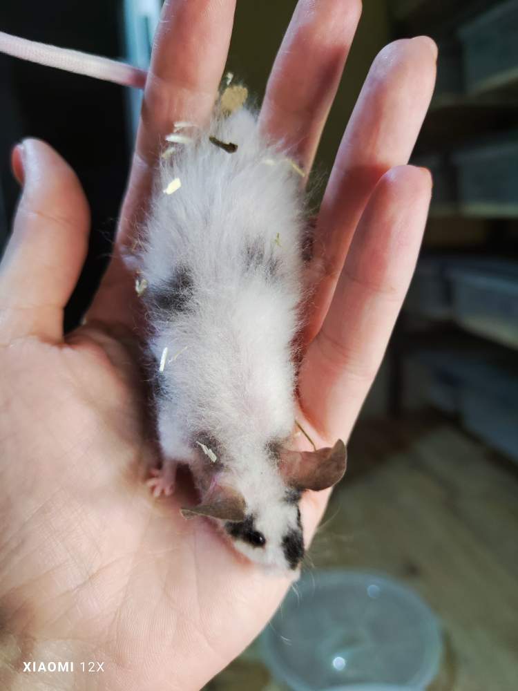 Fancy mouse Breeder Mus musculus 