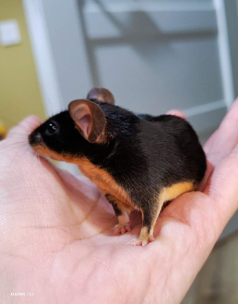 Fancy mouse Breeder Mus musculus 