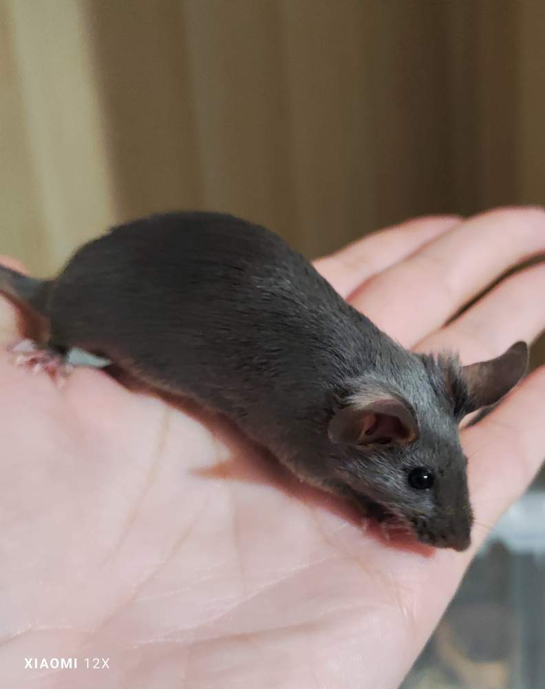 Fancy mouse Breeder Mus musculus 