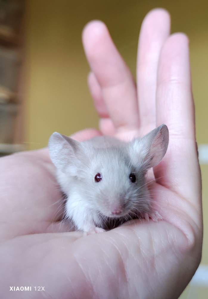 Fancy mouse Deceased Mus musculus 