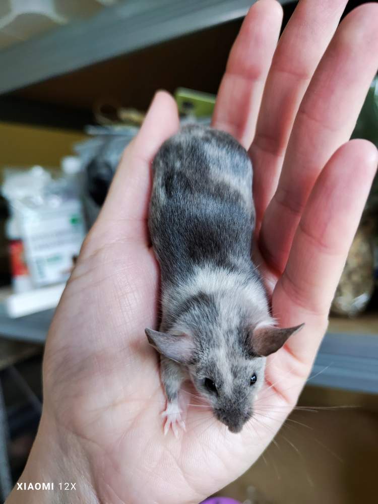 Fancy mouse Deceased Mus musculus 