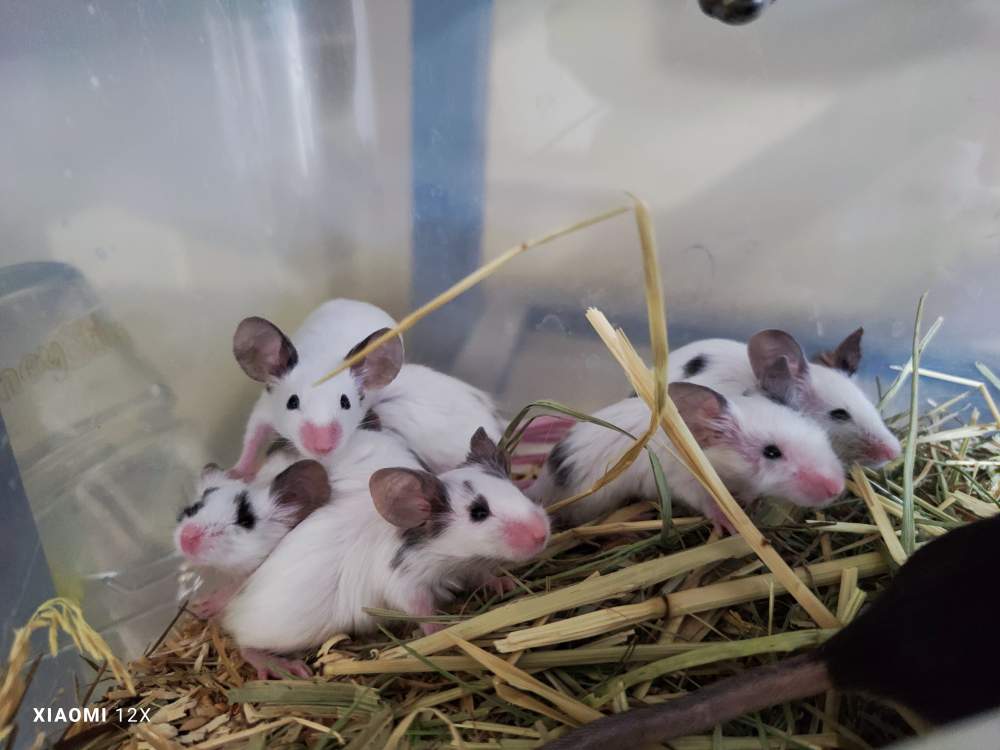 Fancy mouse Pet only Mus musculus 