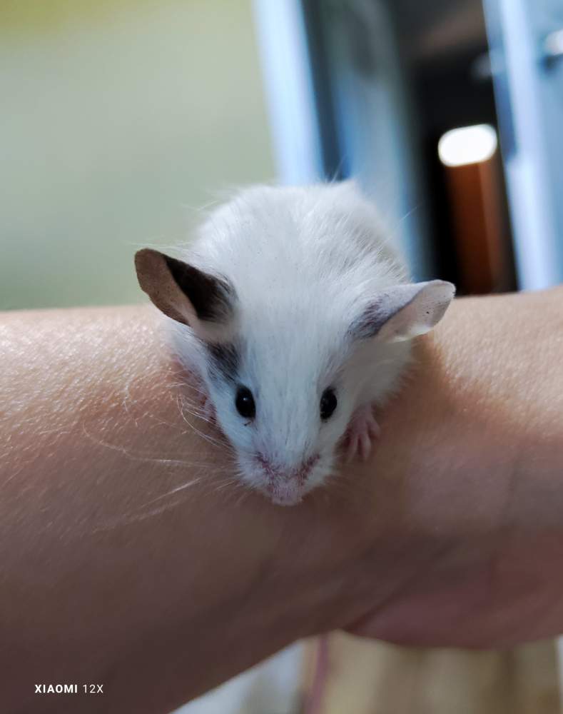Fancy mouse Pet only Mus musculus 