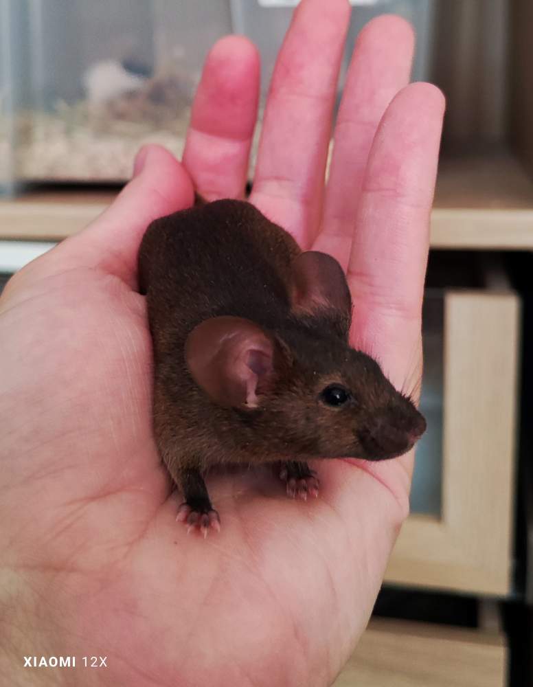 Fancy mouse Deceased Mus musculus 