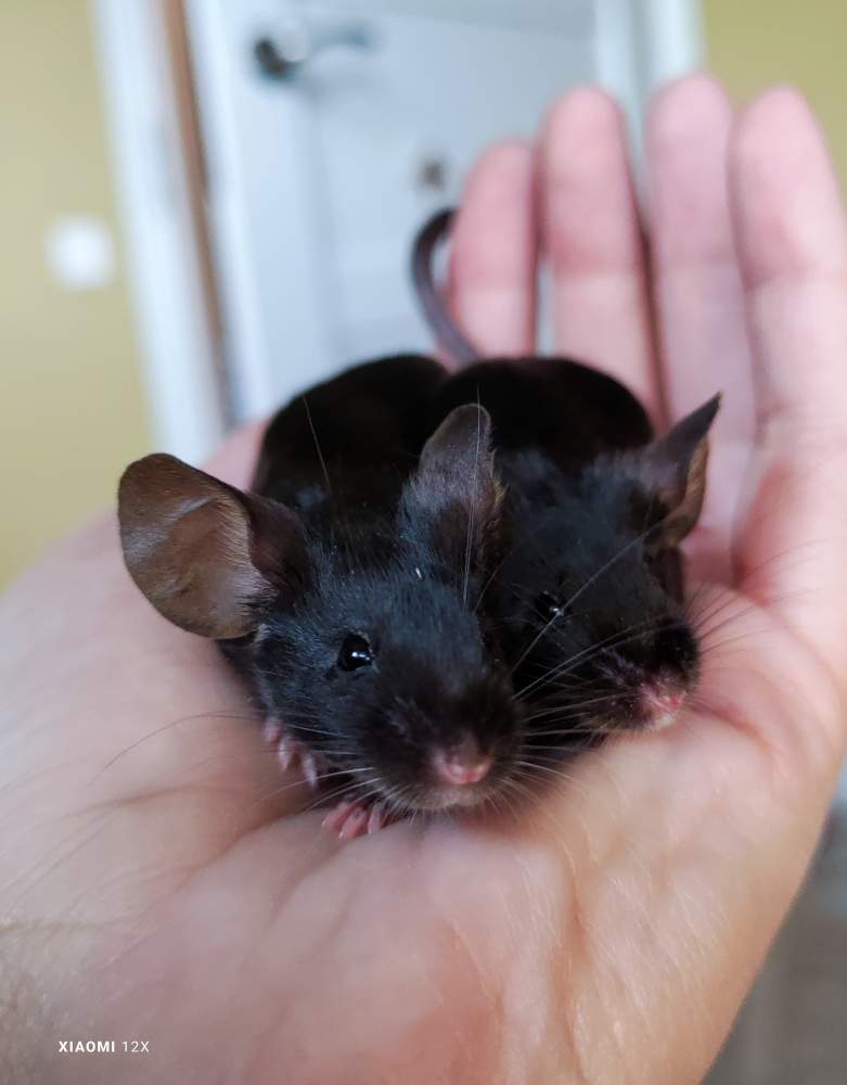 Fancy mouse Pet only Mus musculus 
