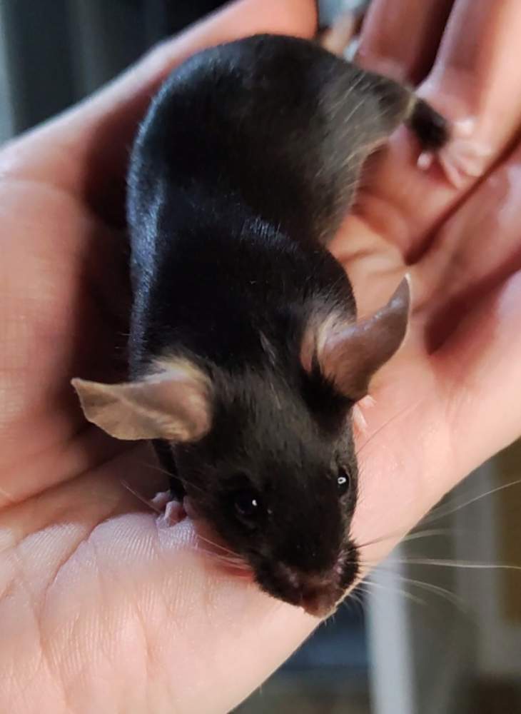 Fancy mouse Pet only Mus musculus 