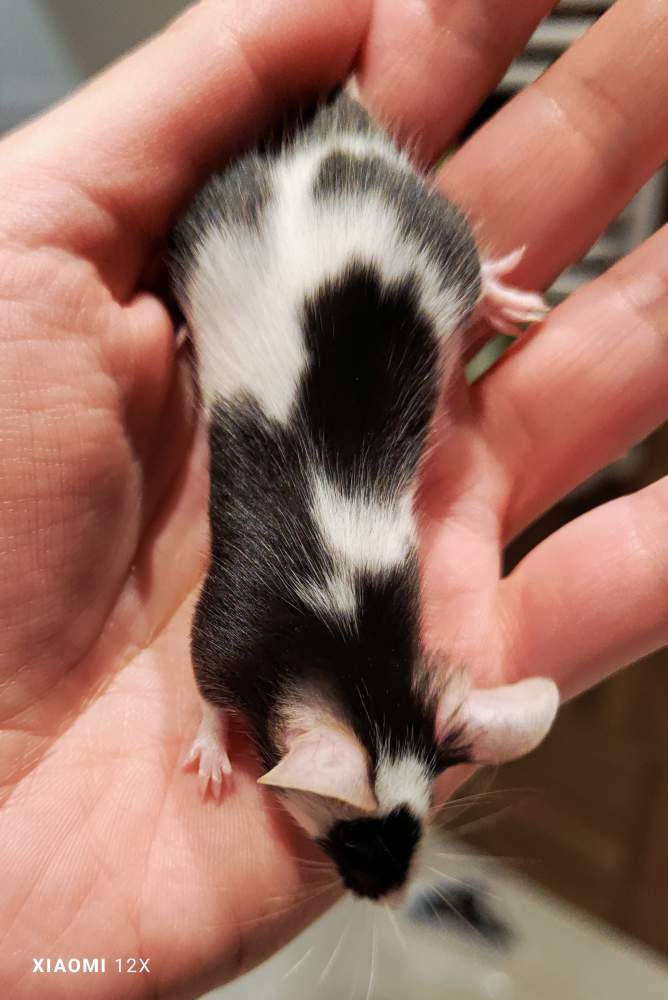 Fancy mouse Deceased Mus musculus 