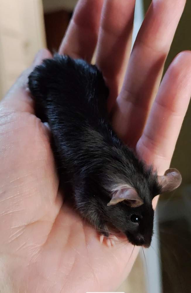 Fancy mouse Pet only Mus musculus 