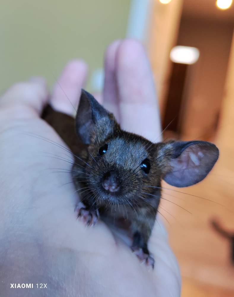 Fancy mouse Deceased Mus musculus 