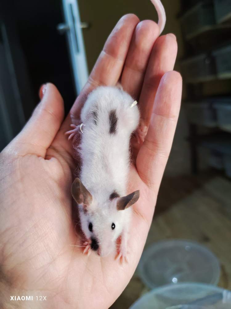 Fancy mouse Pet only Mus musculus 