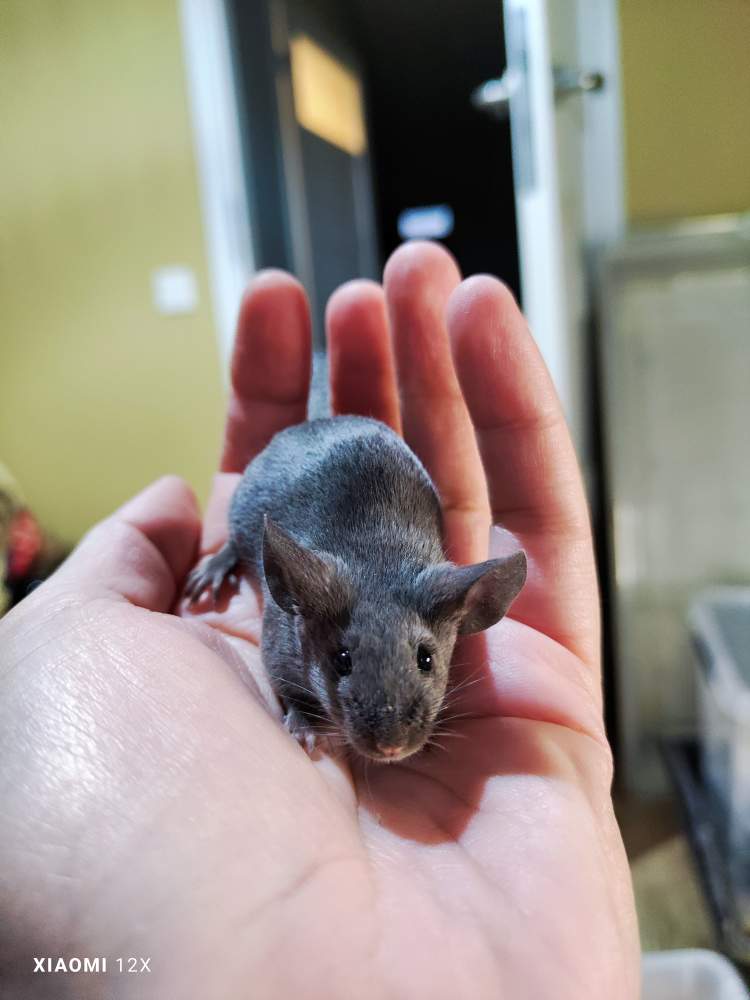 Fancy mouse Pet only Mus musculus 