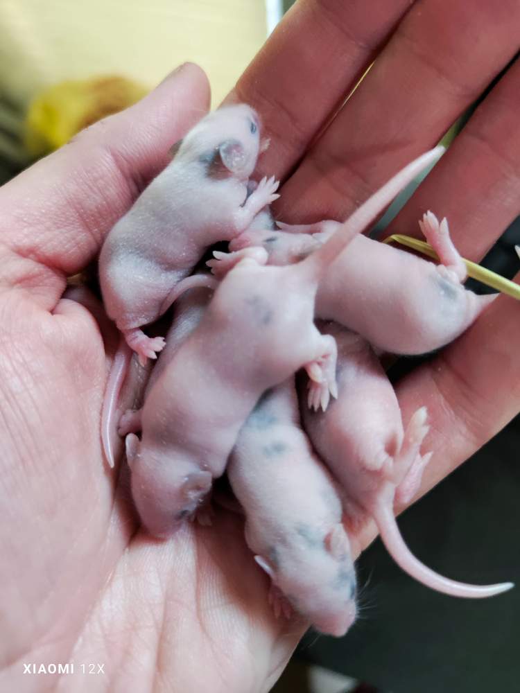 Fancy mouse Pet only Mus musculus 