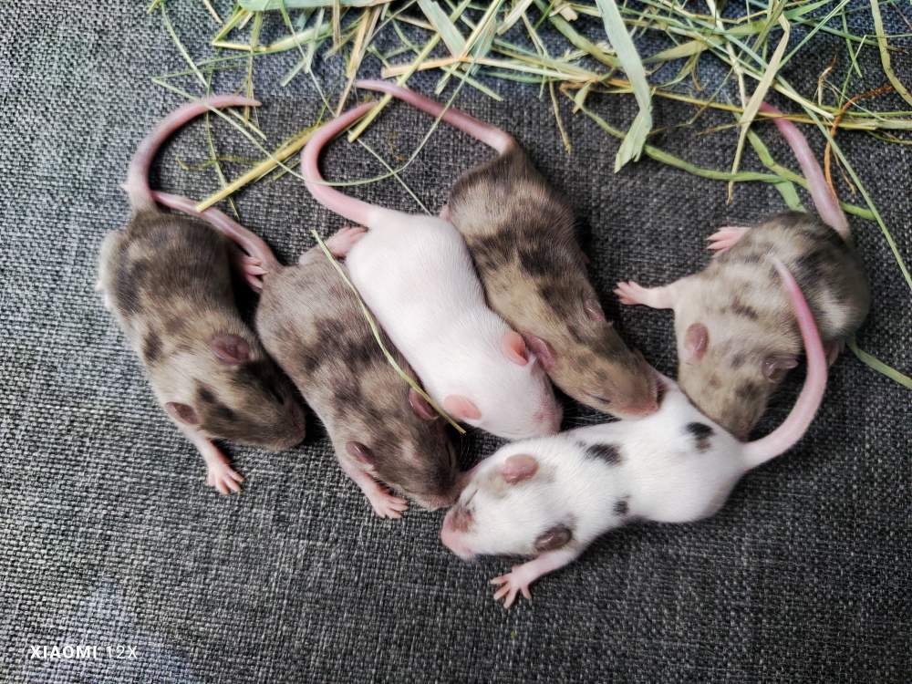 Fancy mouse Breeder Mus musculus 