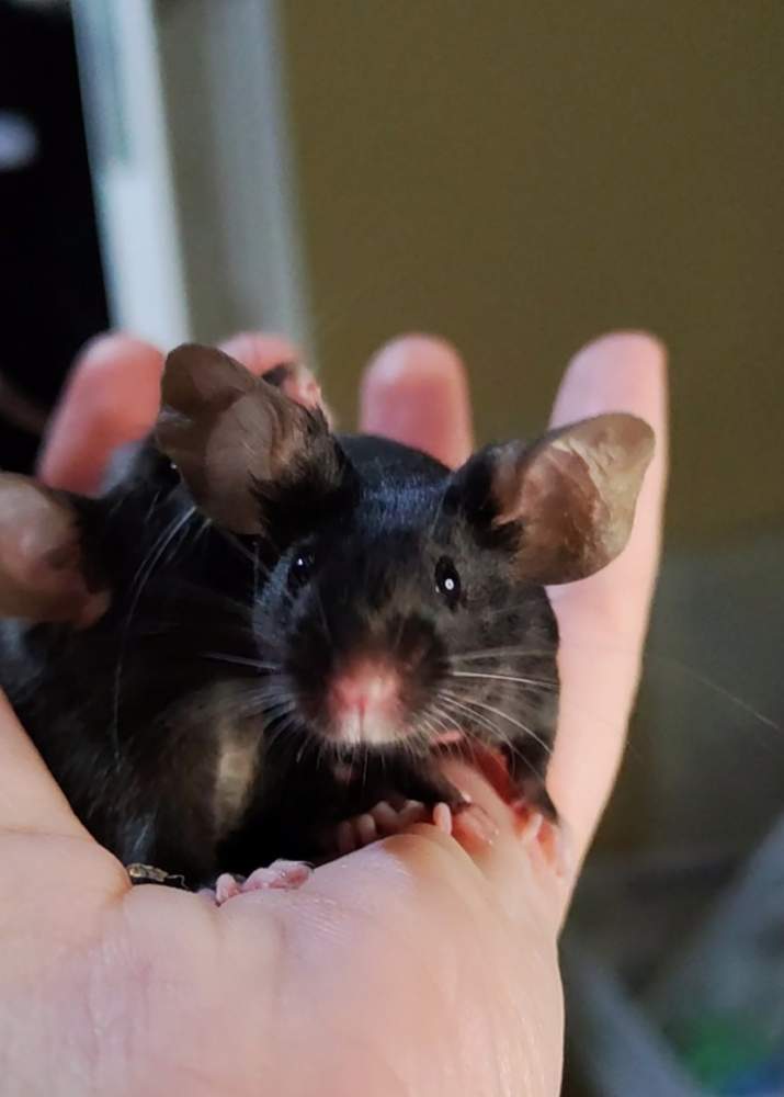 Fancy mouse Pet only Mus musculus 