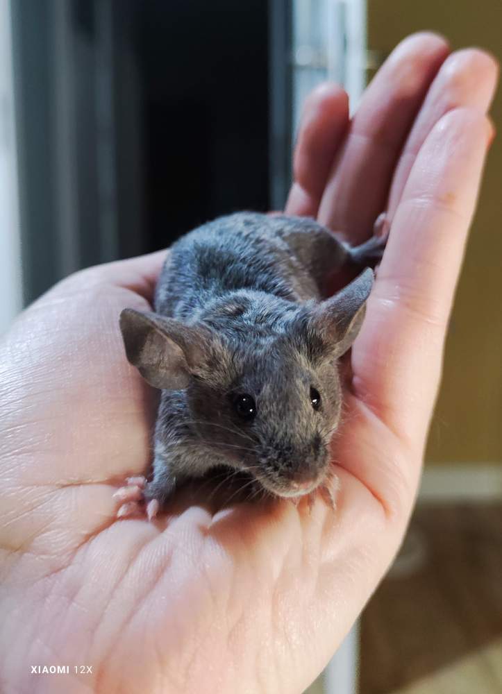 Fancy mouse Pet only Mus musculus 