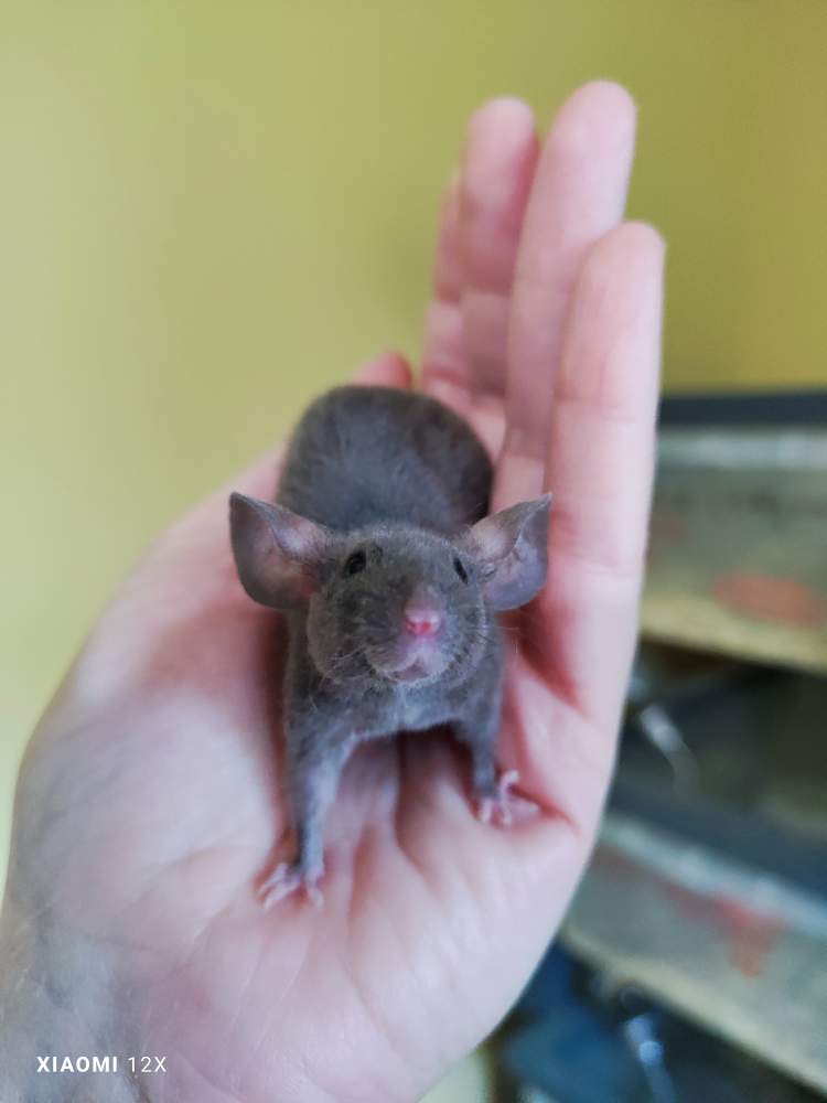 Fancy mouse Pet only Mus musculus 