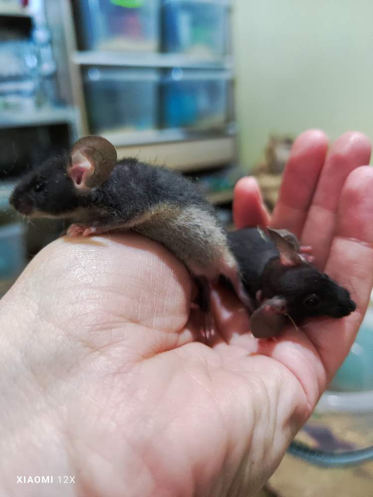 Fancy mouse Pet only Mus musculus 