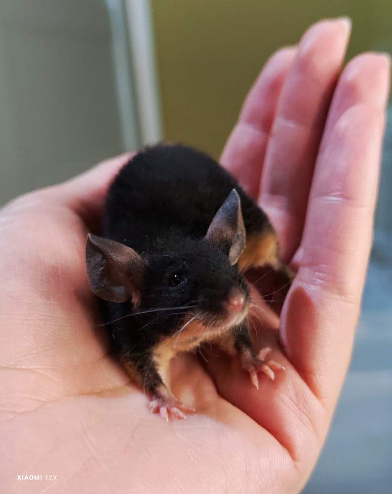 Fancy mouse Breeder Mus musculus 
