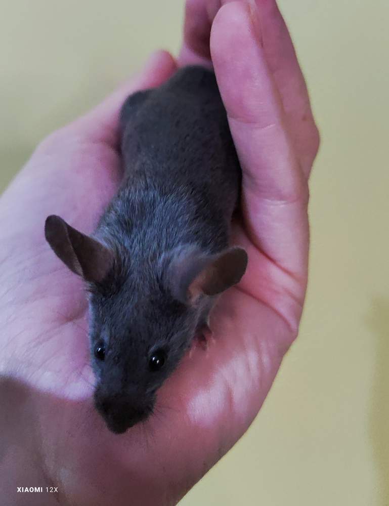 Fancy mouse Retired Mus musculus 