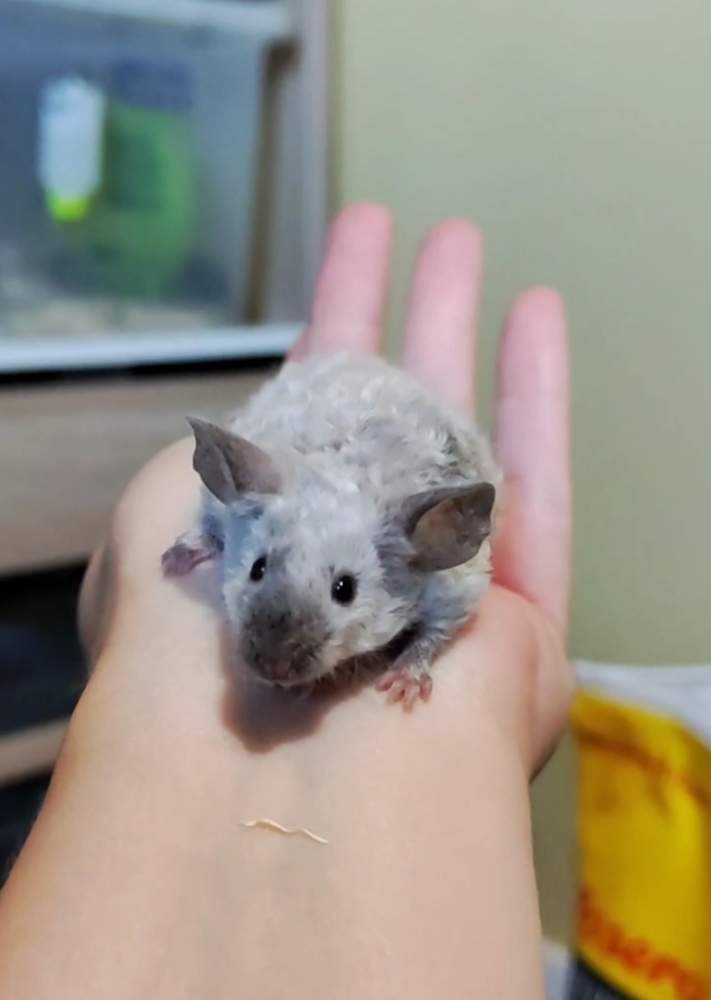 Fancy mouse Deceased Mus musculus 