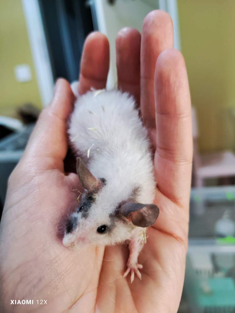 Fancy mouse Pet only Mus musculus 