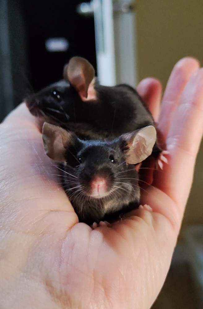 Fancy mouse Pet only Mus musculus 