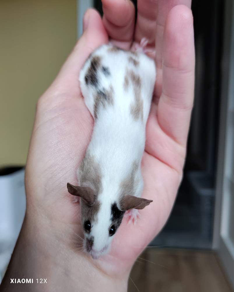 Fancy mouse Deceased Mus musculus 