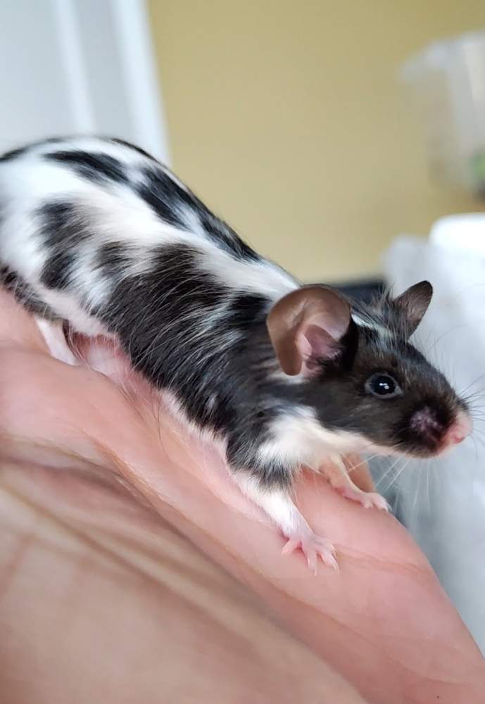 Fancy mouse Breeder Mus musculus 