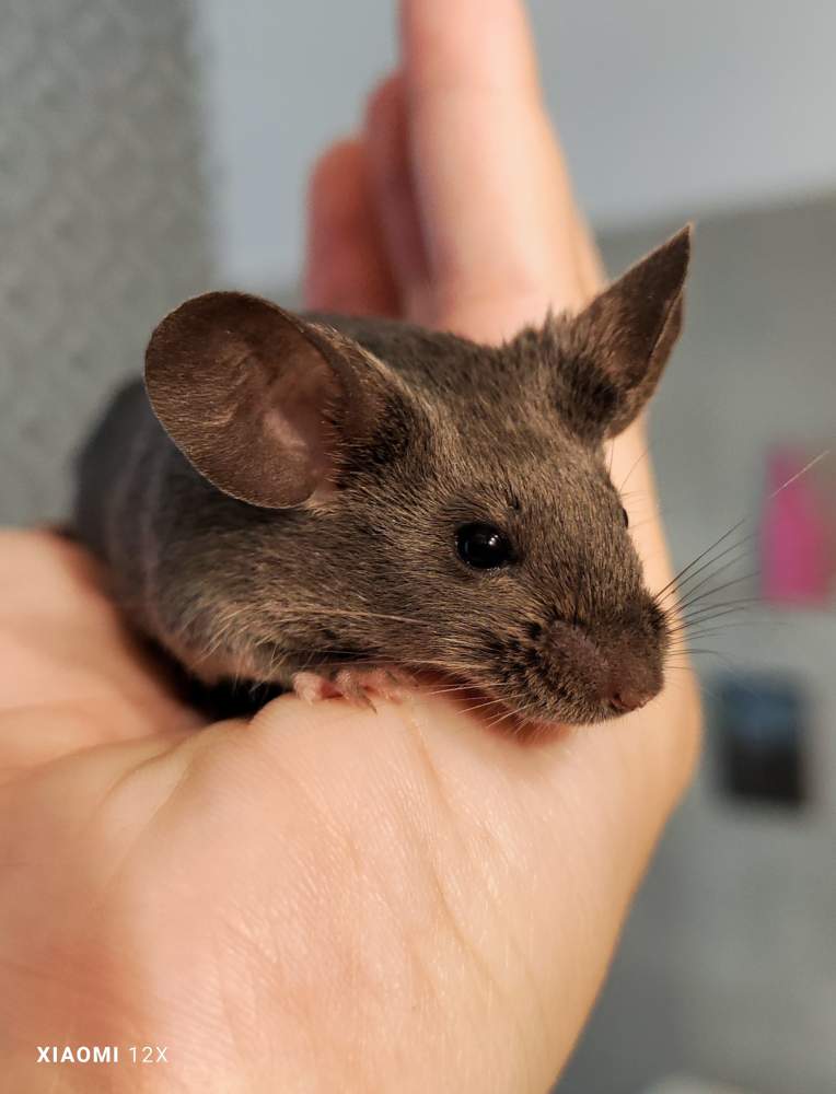 Fancy mouse Breeder Mus musculus 