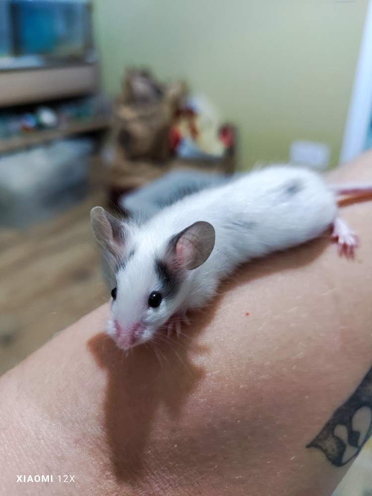 Fancy mouse Pet only Mus musculus 