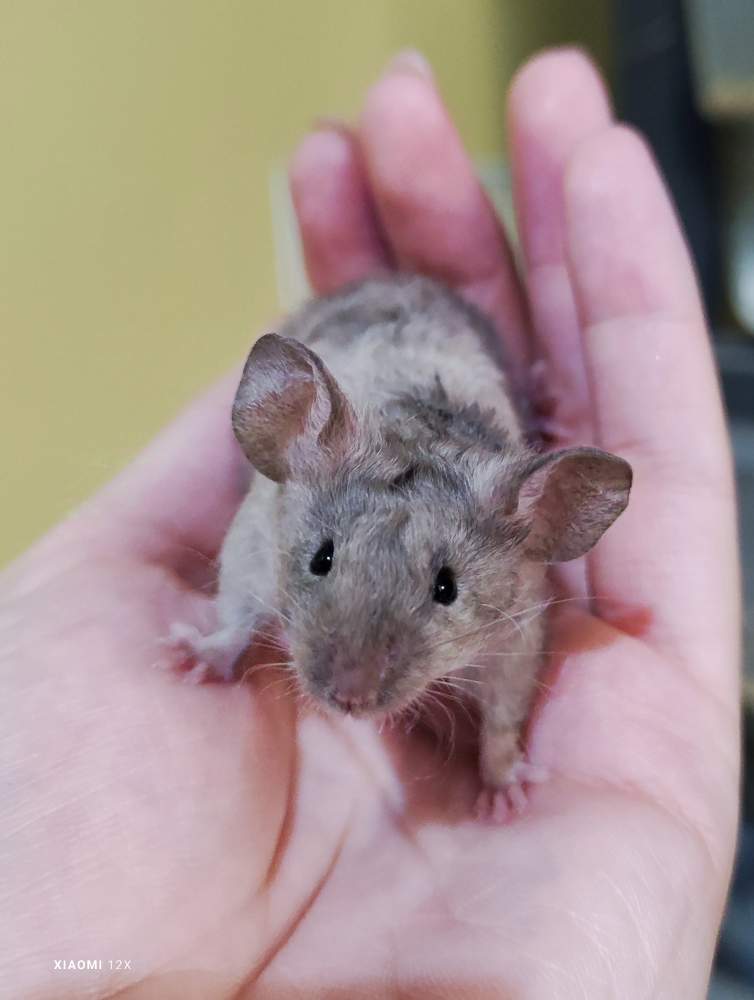 Fancy mouse Breeder Mus musculus 