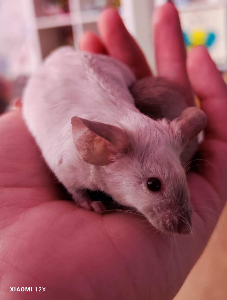 Fancy mouse Rehomed Mus musculus 
