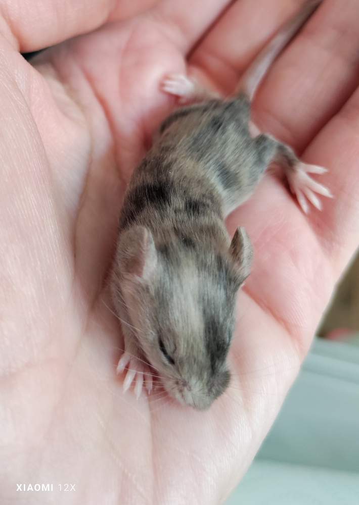 Fancy mouse Rehomed Mus musculus 