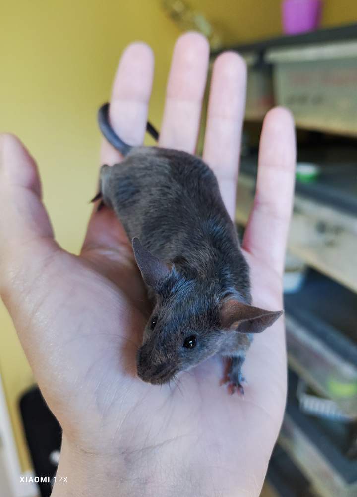 Fancy mouse Breeder Mus musculus 