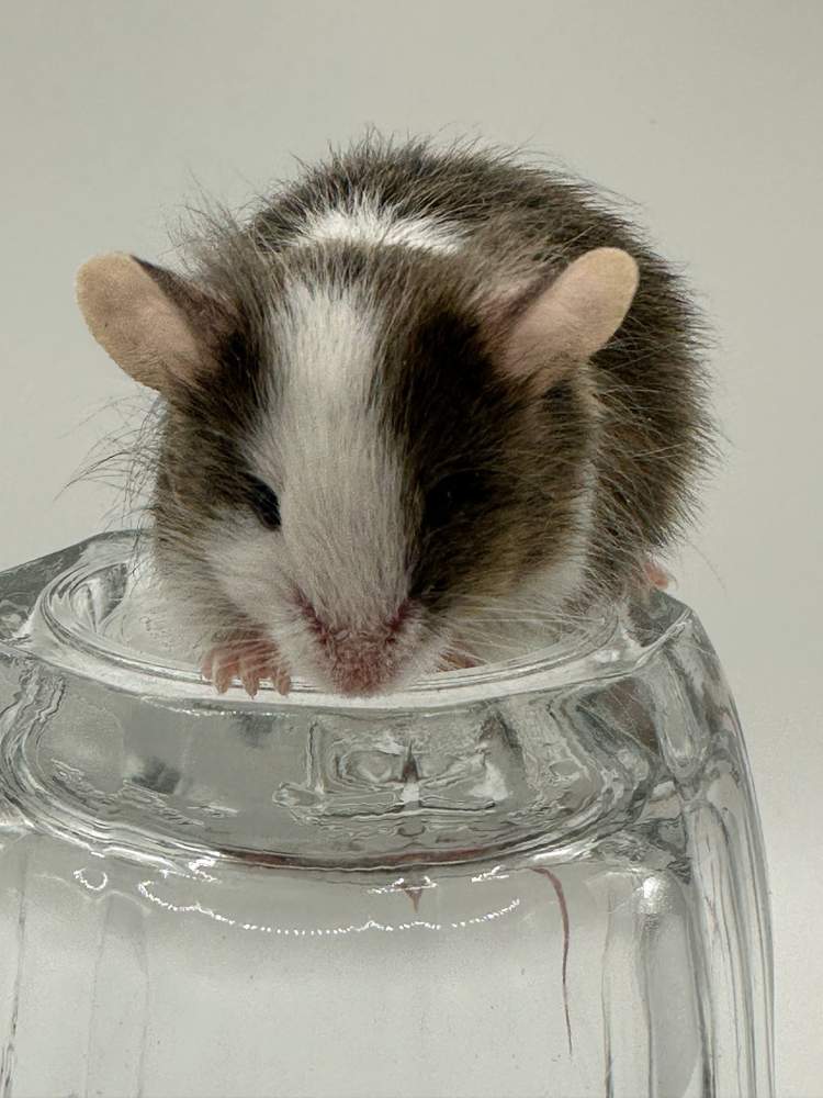 Fancy mouse Breeder Mus musculus 