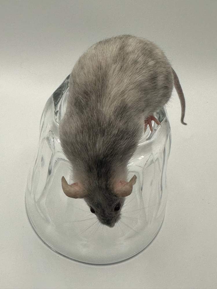 Fancy mouse Breeder Mus musculus 