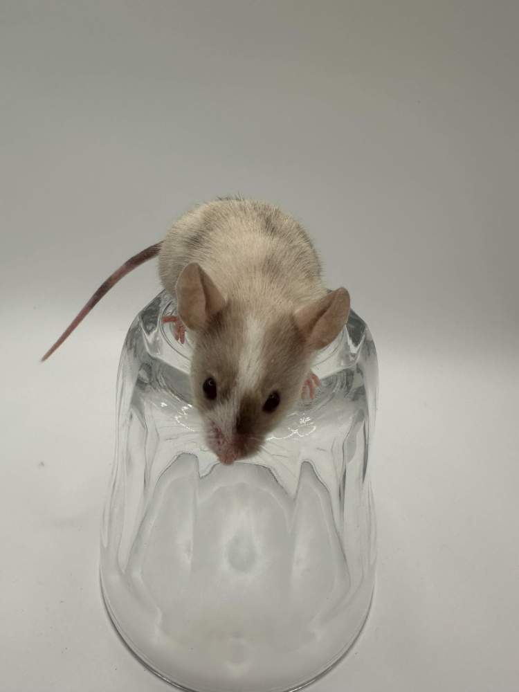 Fancy mouse Breeder Mus musculus 