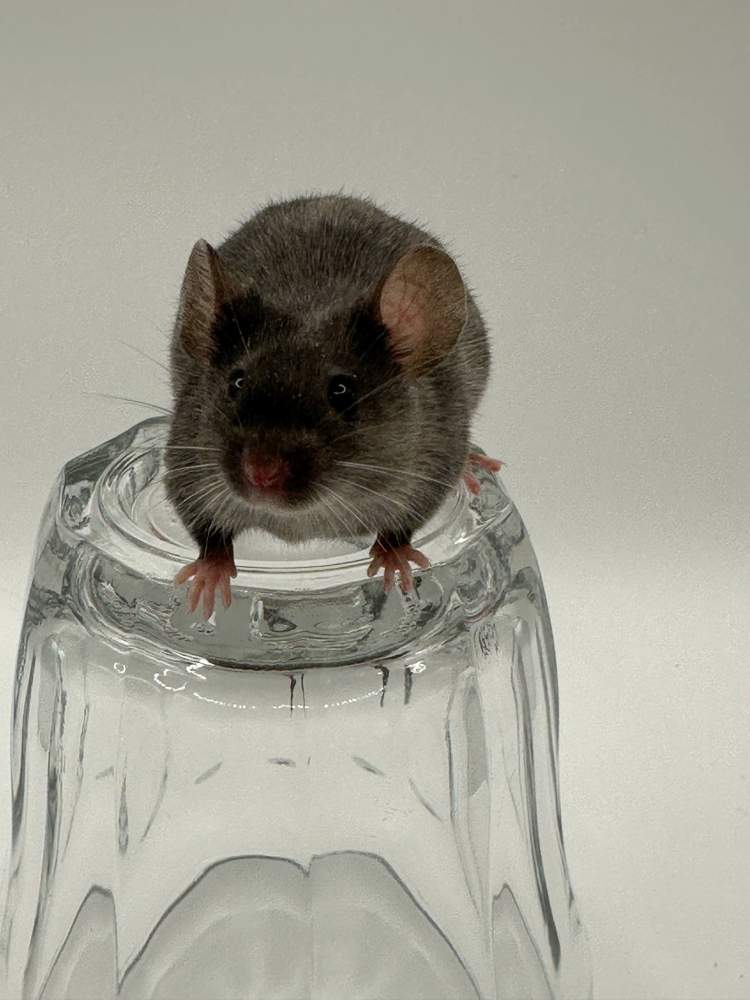 Fancy mouse Available for rehoming Mus musculus 