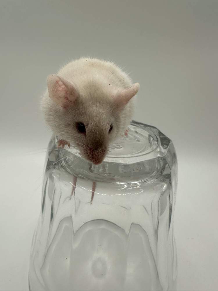Fancy mouse Breeder Mus musculus 