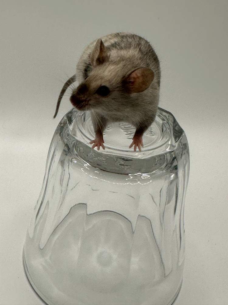 Fancy mouse Available for rehoming Mus musculus 