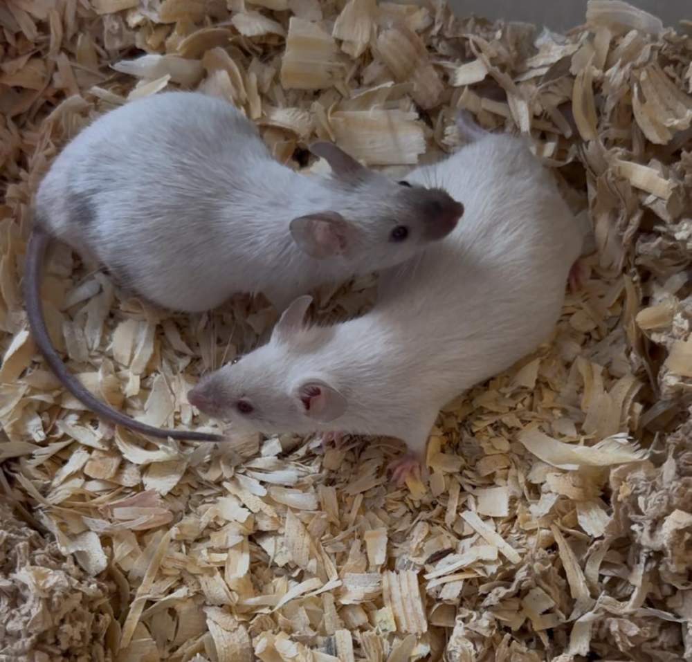 Fancy mouse Breeder Mus musculus 