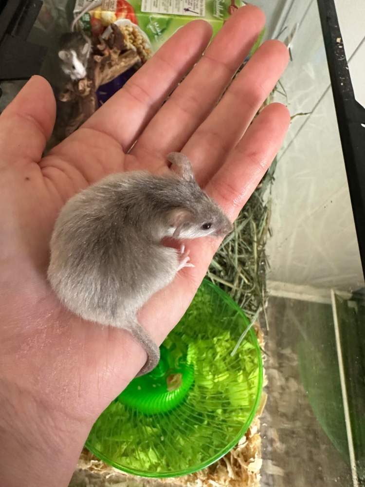 Fancy mouse Breeder Mus musculus 