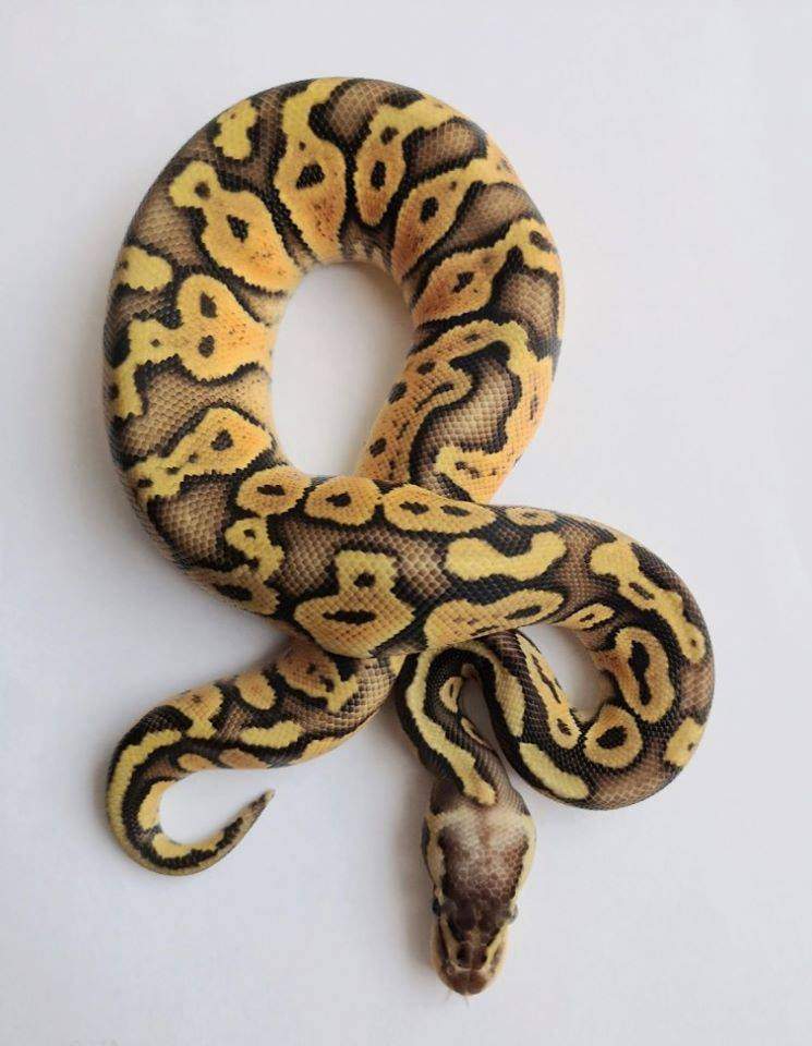 Ball python Available for rehoming Python regius Hungary, Budapest