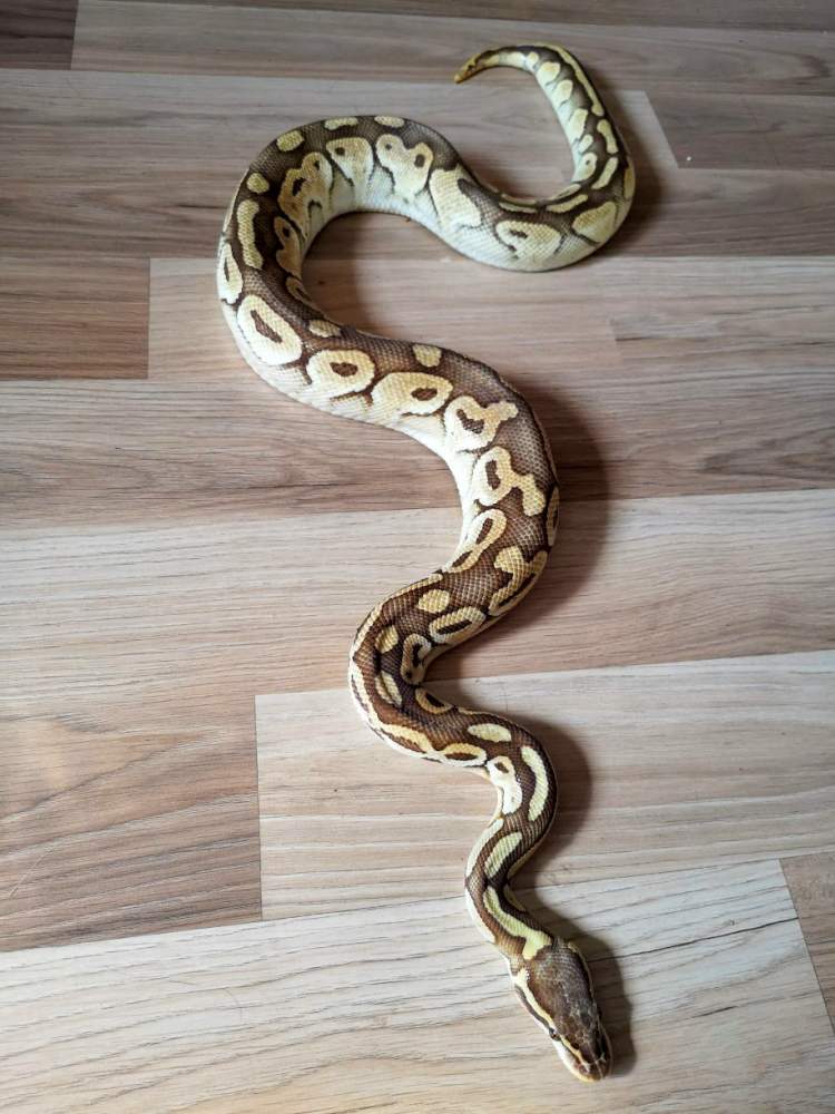 Ball python Breeder Python regius Hungary, Budapest