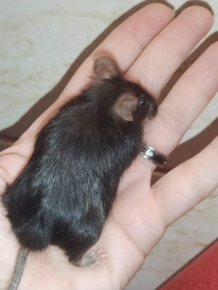Fancy mouse Pet only Mus musculus 