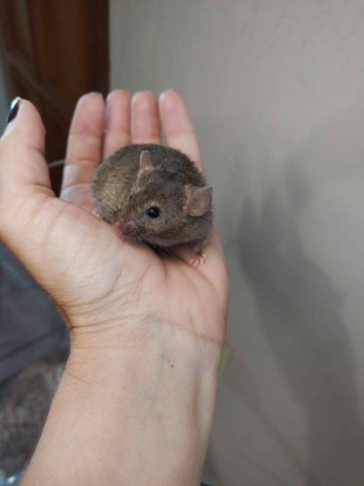 Fancy mouse Retired Mus musculus Hungary, Miskolc