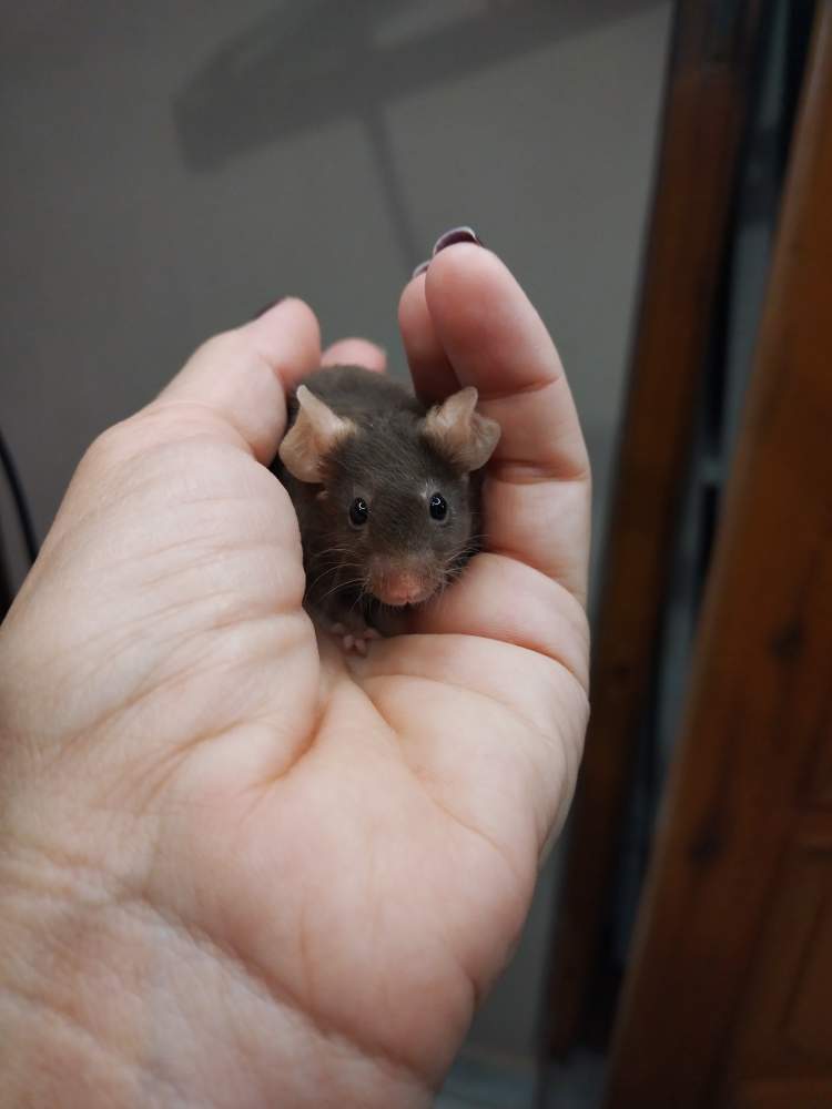Fancy mouse Pet only Mus musculus Hungary, Miskolc