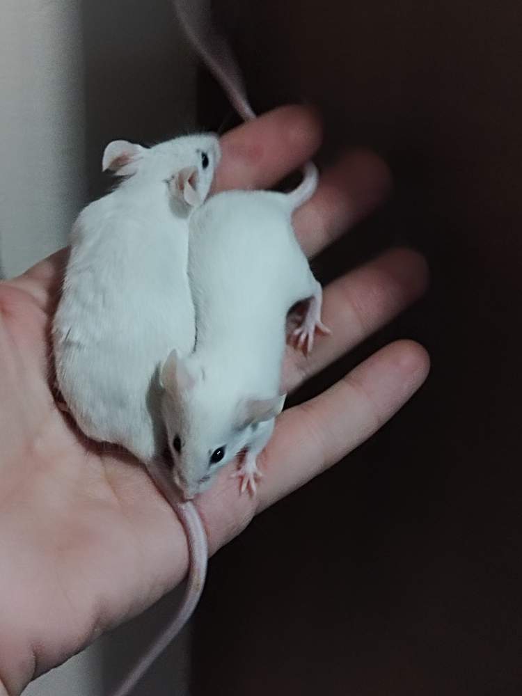 Fancy mouse Pet only Mus musculus Hungary, Miskolc